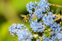 /album/macro/a0026293-ok-jpg/